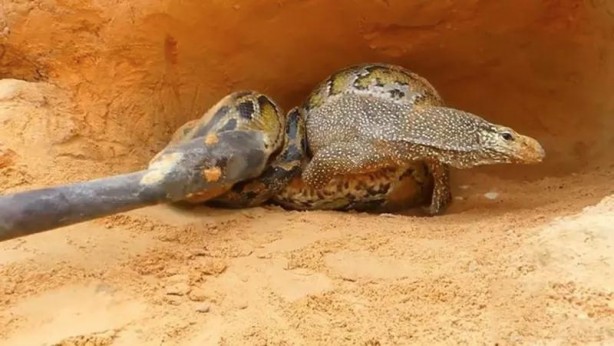 Foto - Komodo ejderi ile pitonun ölümcül savaşı şok etti! İşte vahşi doğanın en acımasız hali