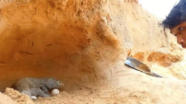 Foto - Komodo ejderi ile pitonun ölümcül savaşı şok etti! İşte vahşi doğanın en acımasız hali