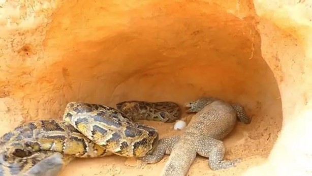 Foto - Komodo ejderi ile pitonun ölümcül savaşı şok etti! İşte vahşi doğanın en acımasız hali