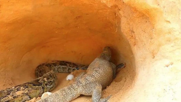 Foto - Komodo ejderi ile pitonun ölümcül savaşı şok etti! İşte vahşi doğanın en acımasız hali