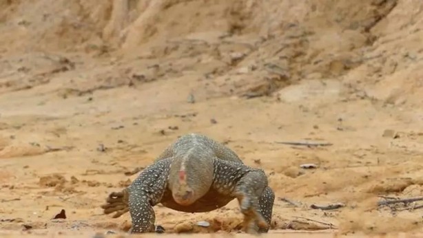Foto - Komodo ejderi ile pitonun ölümcül savaşı şok etti! İşte vahşi doğanın en acımasız hali