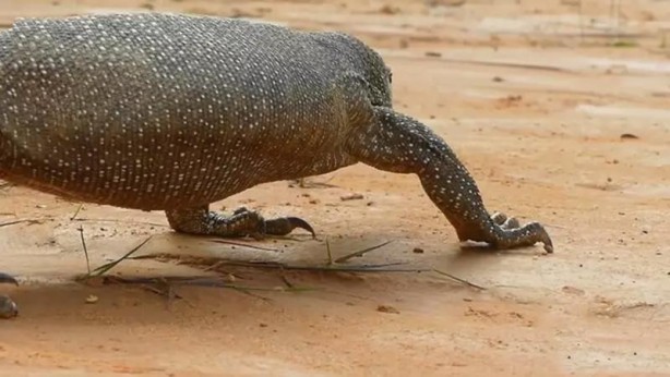 Foto - Komodo ejderi ile pitonun ölümcül savaşı şok etti! İşte vahşi doğanın en acımasız hali