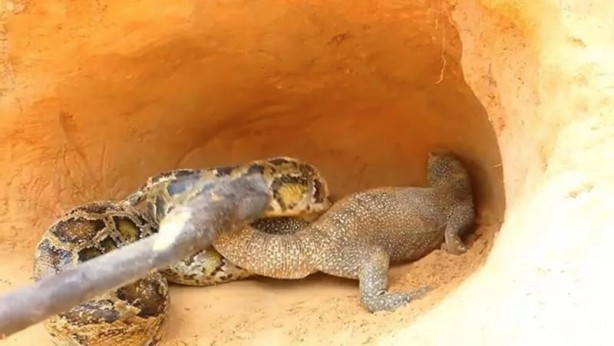 Foto - Komodo ejderi ile pitonun ölümcül savaşı şok etti! İşte vahşi doğanın en acımasız hali