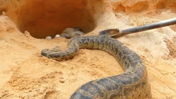 Foto - Komodo ejderi ile pitonun ölümcül savaşı şok etti! İşte vahşi doğanın en acımasız hali
