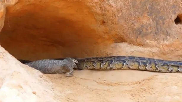 Foto - Komodo ejderi ile pitonun ölümcül savaşı şok etti! İşte vahşi doğanın en acımasız hali