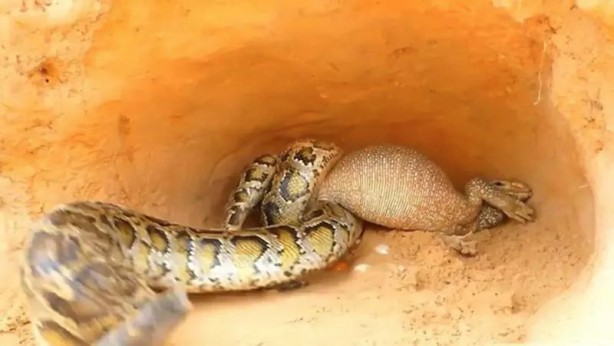 Foto - Komodo ejderi ile pitonun ölümcül savaşı şok etti! İşte vahşi doğanın en acımasız hali