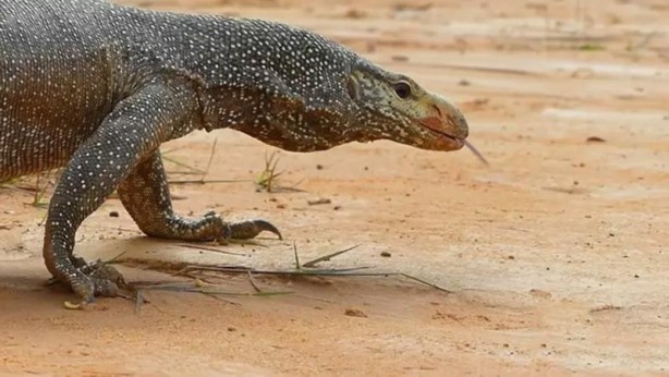 Foto - Komodo ejderi ile pitonun ölümcül savaşı şok etti! İşte vahşi doğanın en acımasız hali