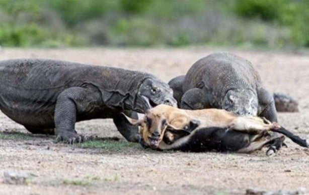 Foto - Komodo ejderinden inanılmaz avlanma! Geyiği böyle yakaladı