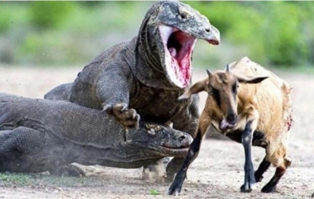 Foto - Komodo ejderinden inanılmaz avlanma! Geyiği böyle yakaladı