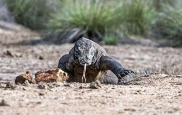 Komodo ejderinden inanılmaz avlanma! Geyiği böyle yakaladı