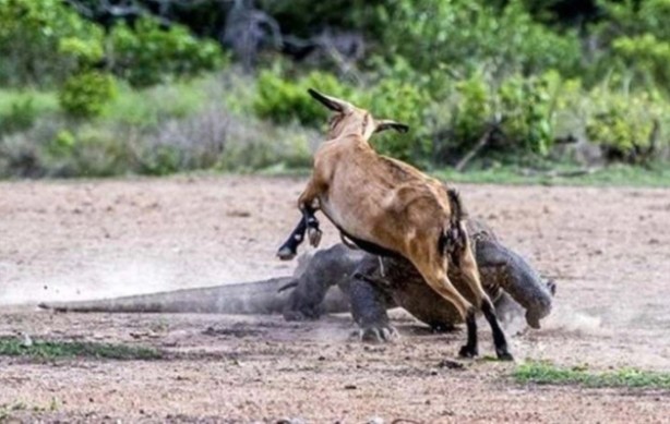 Foto - Komodo ejderinden inanılmaz avlanma! Geyiği böyle yakaladı