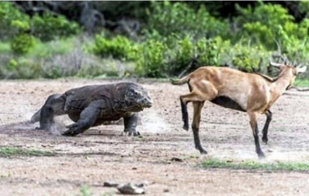 Foto - Komodo ejderinden inanılmaz avlanma! Geyiği böyle yakaladı