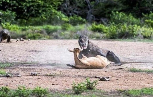 Foto - Komodo ejderinden inanılmaz avlanma! Geyiği böyle yakaladı