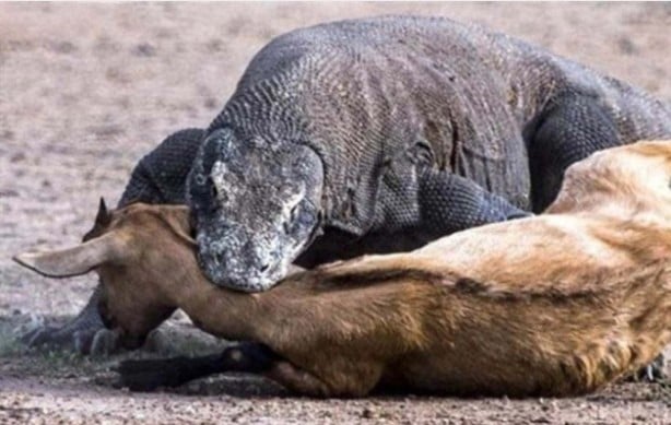 Foto - Komodo ejderinden inanılmaz avlanma! Geyiği böyle yakaladı