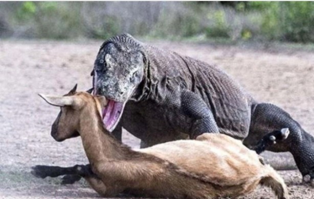 Foto - Komodo ejderinden inanılmaz avlanma! Geyiği böyle yakaladı