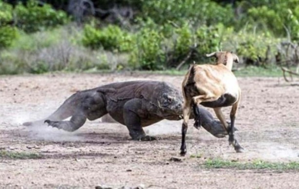 Foto - Komodo ejderinden inanılmaz avlanma! Geyiği böyle yakaladı