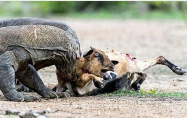 Foto - Komodo ejderinden inanılmaz avlanma! Geyiği böyle yakaladı