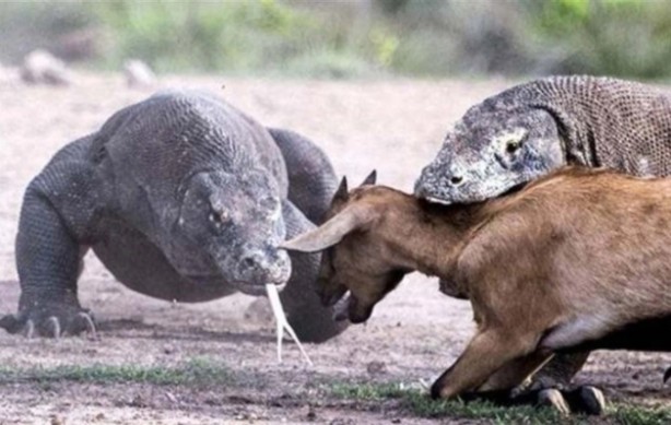 Foto - Komodo ejderinden inanılmaz avlanma! Geyiği böyle yakaladı