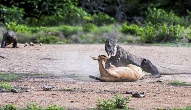 Foto - Komodo ejderleri keçiyi gafil avladı!
