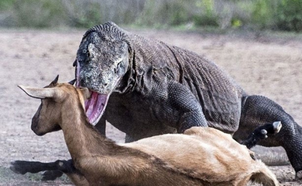 Foto - Komodo ejderleri keçiyi gafil avladı!