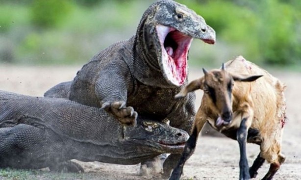 Foto - Komodo ejderleri keçiyi gafil avladı!