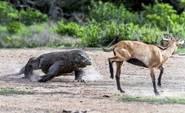 Foto - Komodo ejderleri keçiyi gafil avladı!