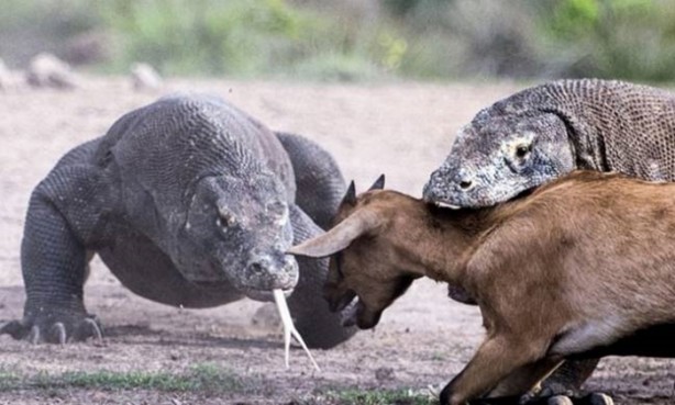 Foto - Komodo ejderleri keçiyi gafil avladı!