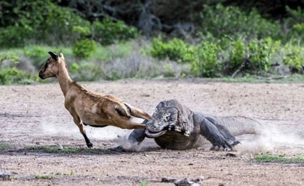 Foto - Komodo ejderleri keçiyi gafil avladı!