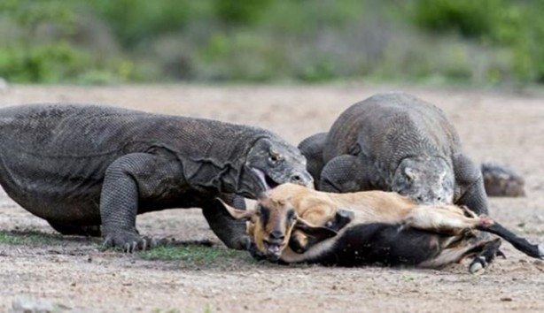 Foto - Komodo ejderleri keçiyi gafil avladı!