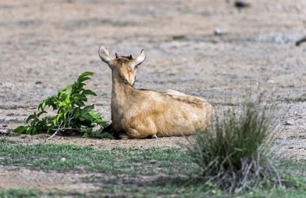 Komodo ejderleri keçiyi gafil avladı!