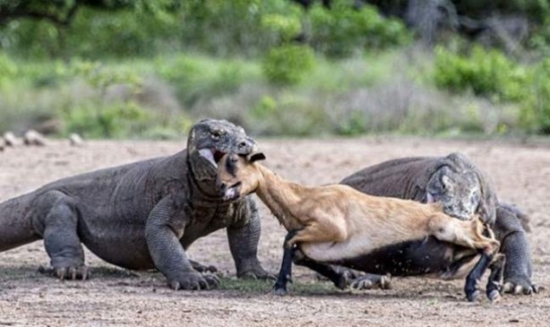 Foto - Komodo ejderleri keçiyi gafil avladı!