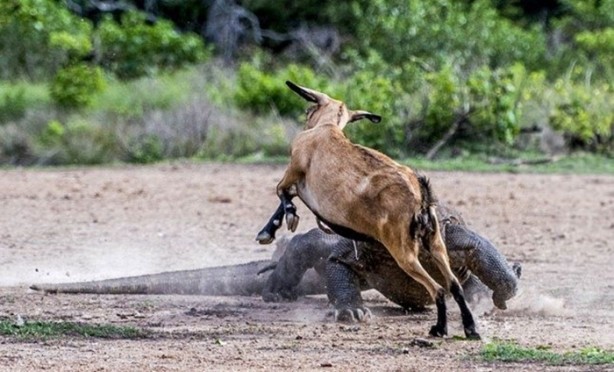 Foto - Komodo ejderleri keçiyi gafil avladı!