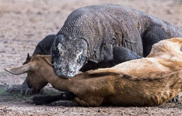 Foto - Komodo ejderleri keçiyi vahşice avladı!