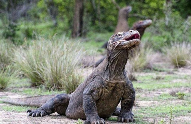 Foto - Komodo ejderleri keçiyi vahşice avladı!