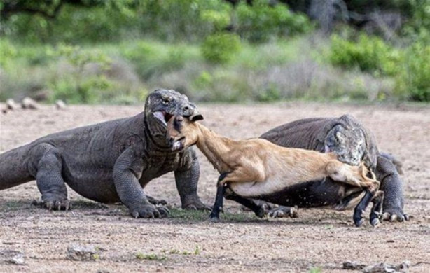 Foto - Komodo ejderleri keçiyi vahşice avladı!