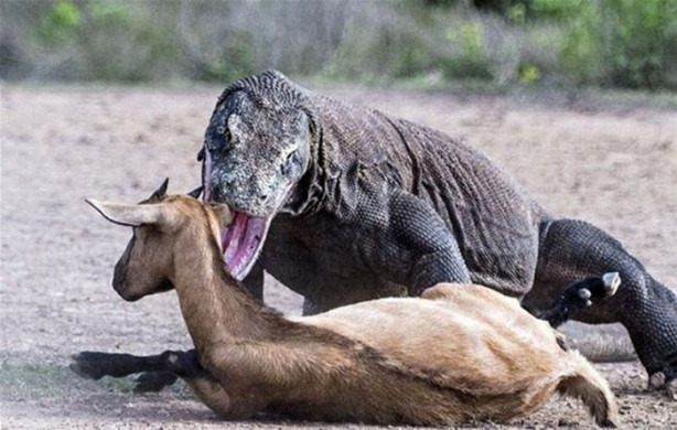 Foto - Komodo ejderleri keçiyi vahşice avladı!