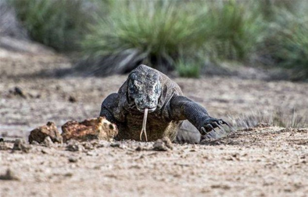 Foto - Komodo ejderleri keçiyi vahşice avladı!