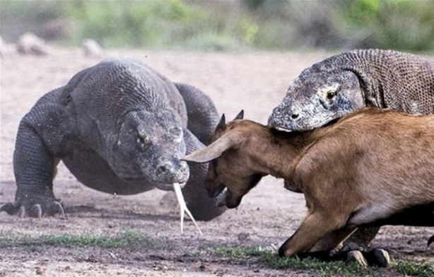 Foto - Komodo ejderleri keçiyi vahşice avladı!