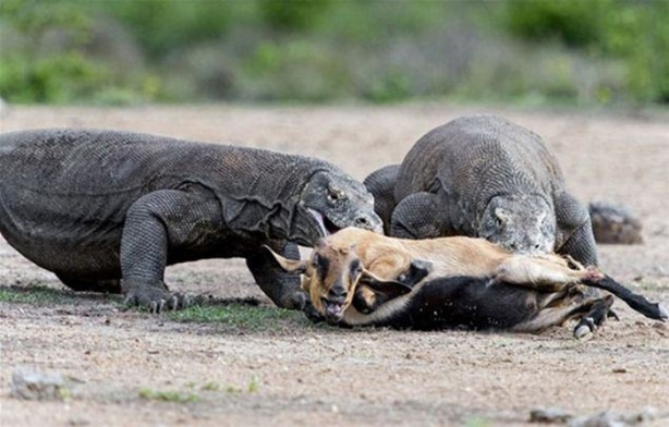 Foto - Komodo ejderleri keçiyi vahşice avladı!