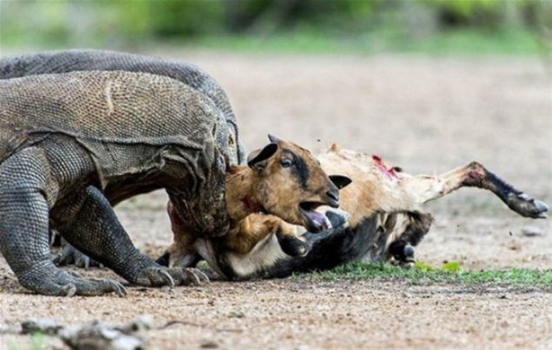 Foto - Komodo ejderleri keçiyi vahşice avladı!