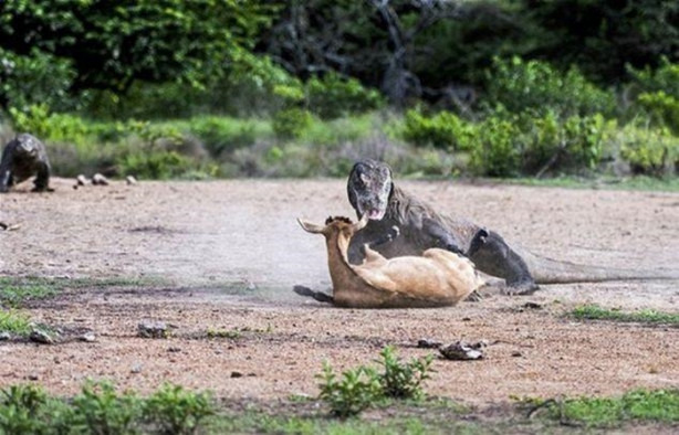 Foto - Komodo ejderleri keçiyi vahşice avladı!