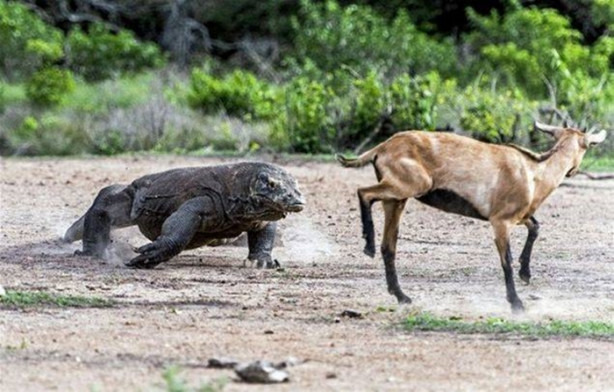 Foto - Komodo ejderleri keçiyi vahşice avladı!