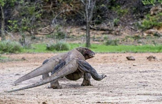 Foto - Komodo ejderleri keçiyi vahşice avladı!
