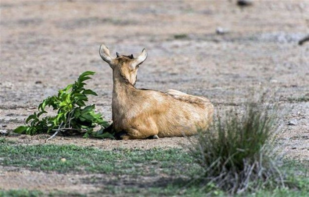  Komodo ejderleri keçiyi vahşice avladı!