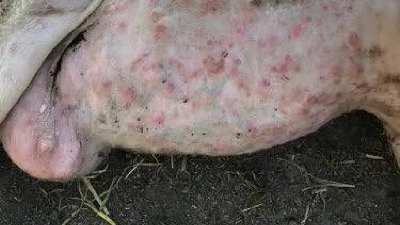 Komşuda yayılıyor: Yüz binlerce hayvan itlaf edildi!