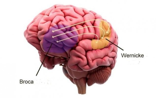 Foto - Konuşmamız nasıl gerçekleşiyor? Konuşurken bir kez daha düşüneceksiniz