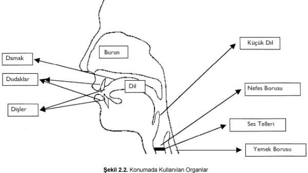 Foto - Konuşmamız nasıl gerçekleşiyor? Konuşurken bir kez daha düşüneceksiniz