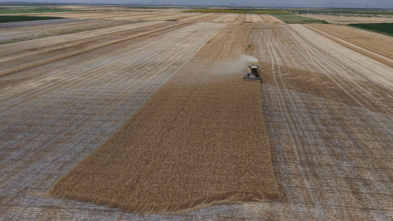 Foto - Konya Ovası’nda alarm veren hasat! Buğday rekoltesi 1 milyon ton düşebilir