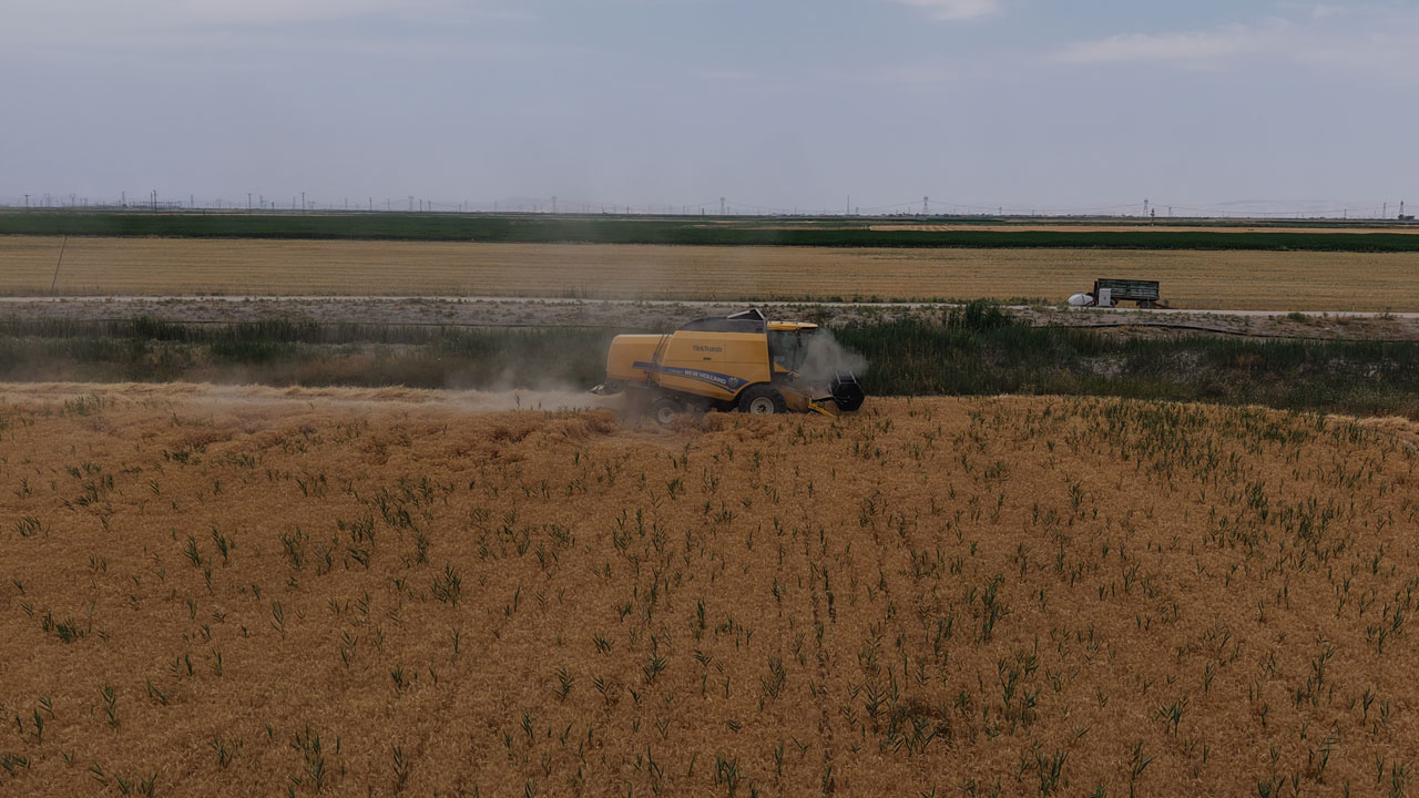 Foto - Konya Ovası’nda alarm veren hasat! Buğday rekoltesi 1 milyon ton düşebilir
