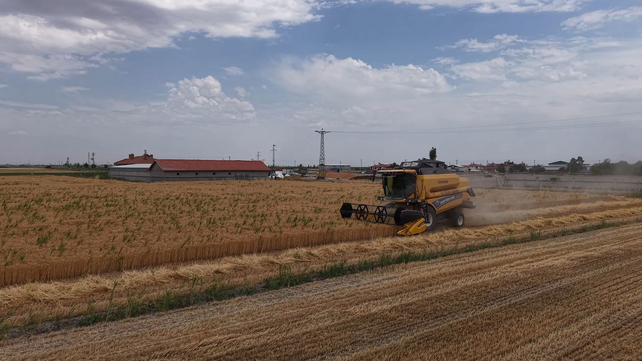 Foto - Konya Ovası’nda alarm veren hasat! Buğday rekoltesi 1 milyon ton düşebilir